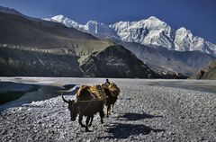Treck in the Kali Gandaki riverbed
