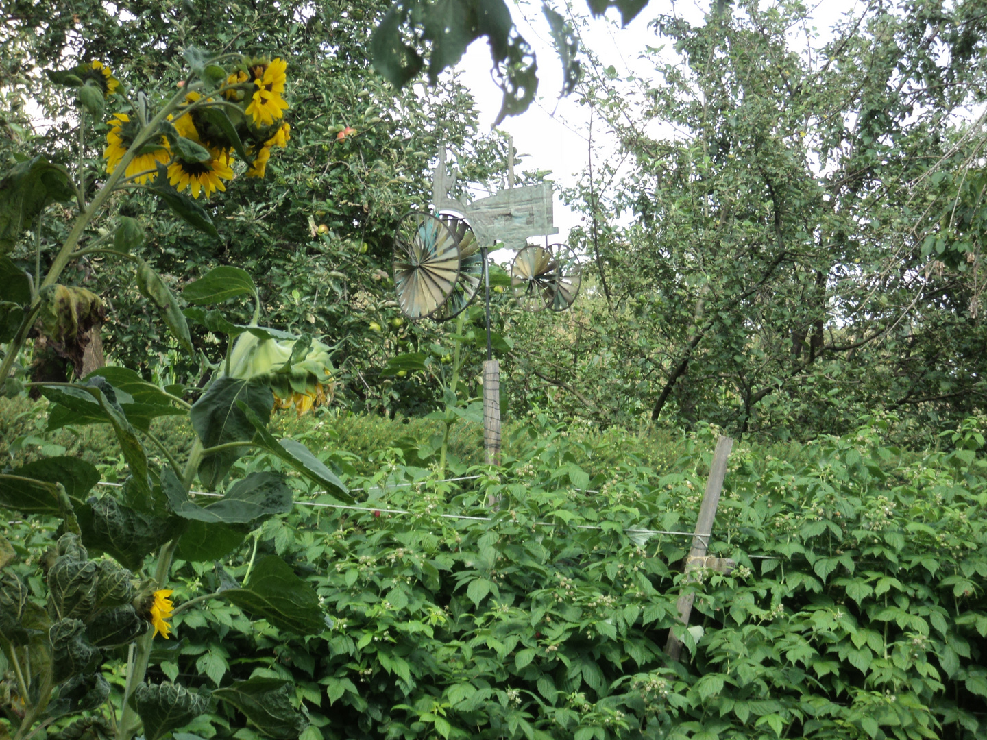 trecker im gemüsebeet