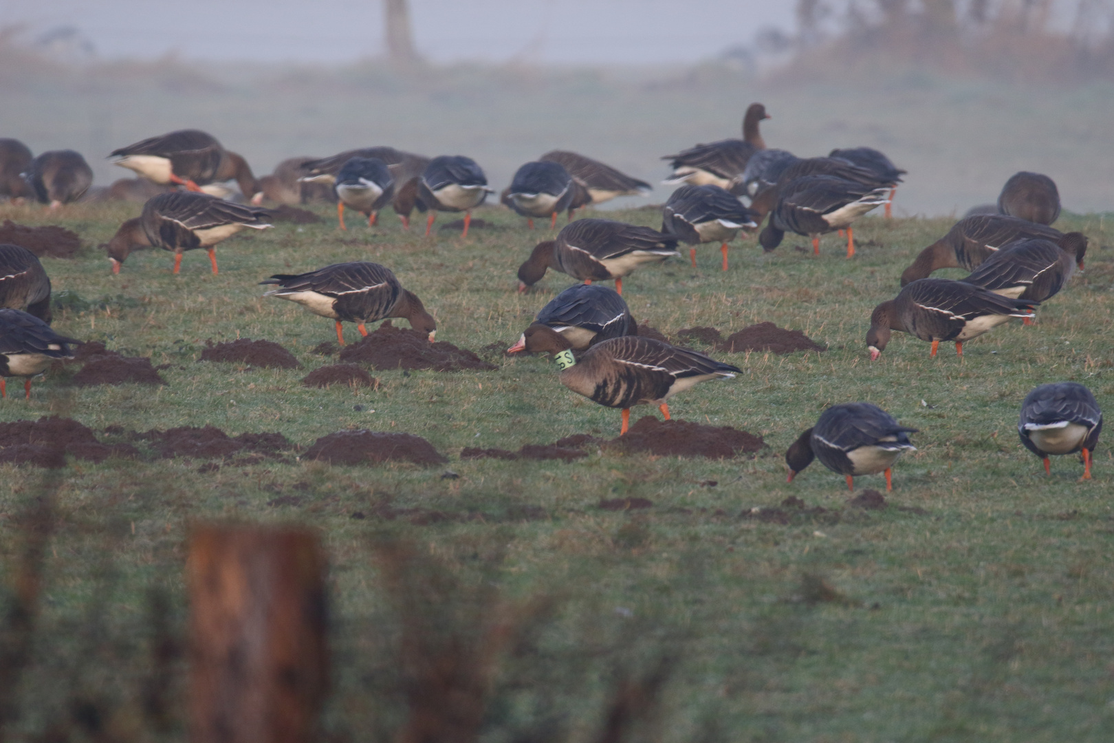 Trecking-Market Geese, was soll diese "quälerei" ??