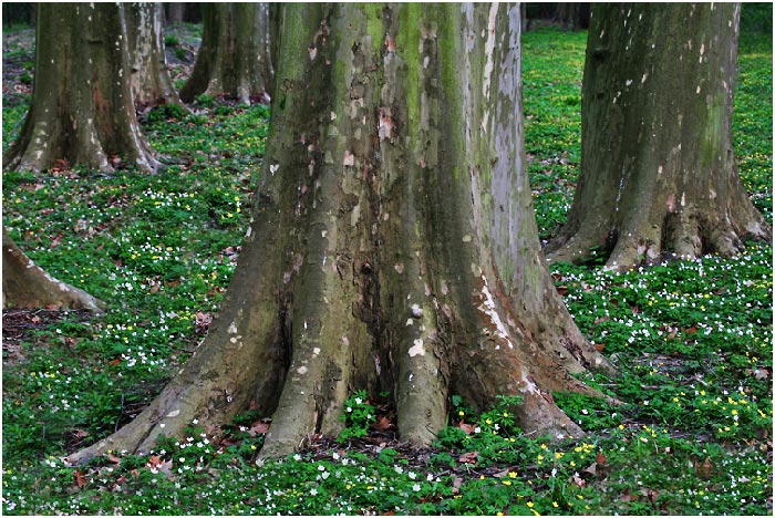 tree #1237 "Auch Elefanten haben Frühling"