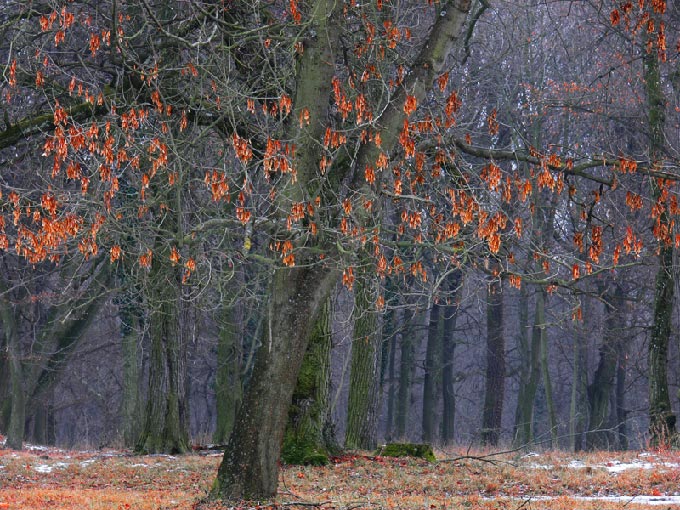 tree #296 "Winterbäume II"