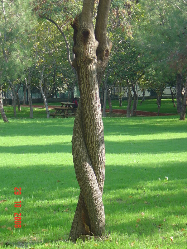 Tree a love...