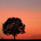 Tree against fiery sky 