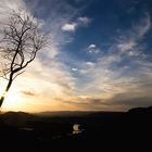 tree against the sun