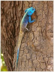 Tree Agama