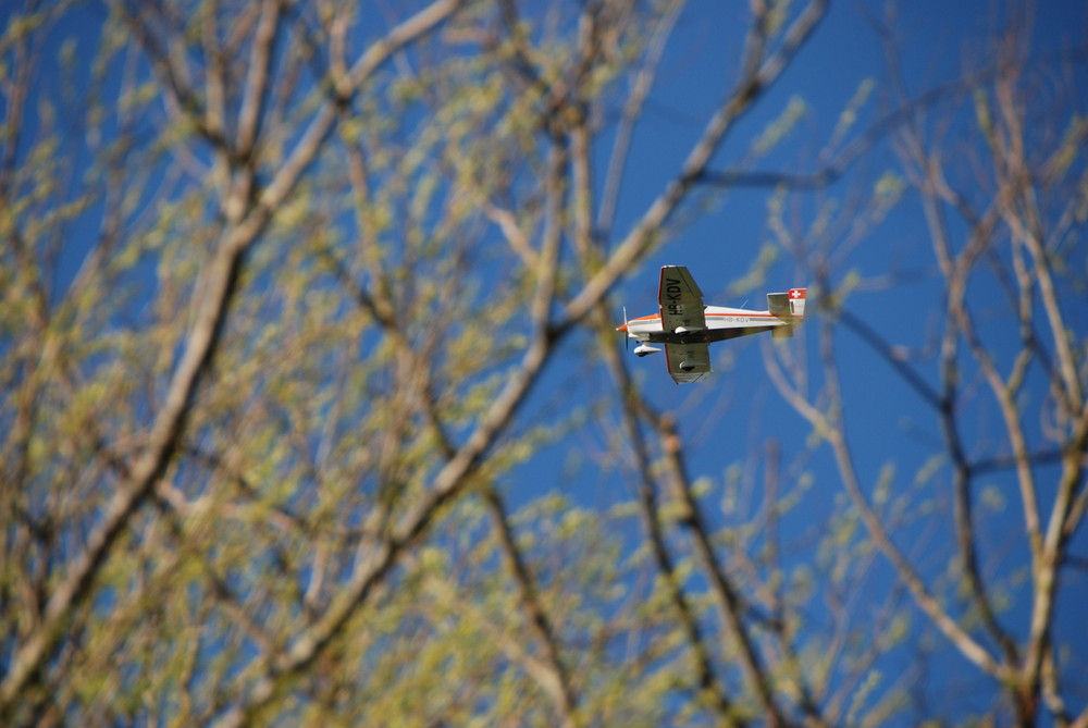 tree and airplane