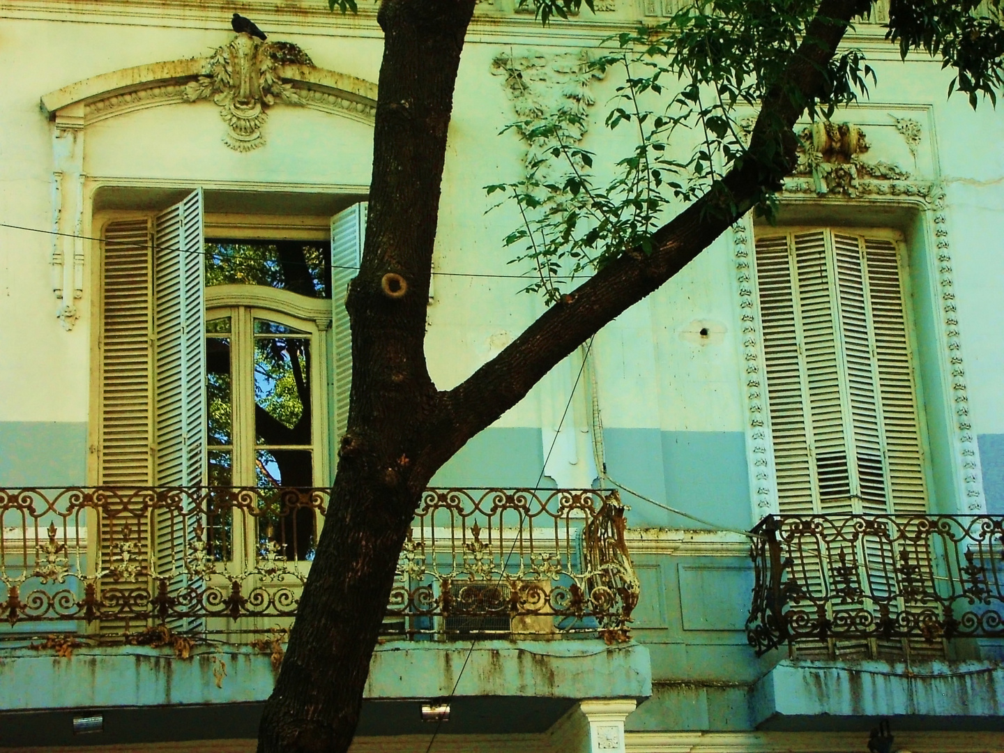 Tree and Balcony, Barrio de Palermo