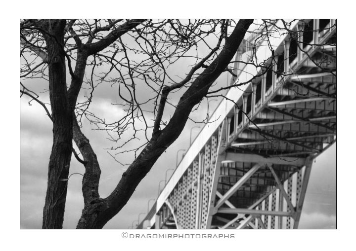 Tree and Bridge 