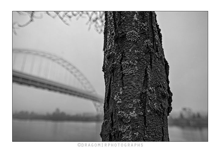 Tree and Bridge