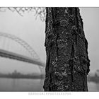 Tree and Bridge