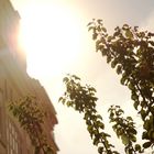 tree and building by hassan bahrameh