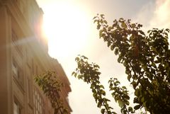 tree and building by hassan bahrameh