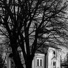 Tree and church