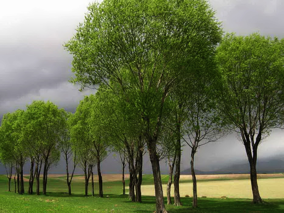 Tree and Cloud