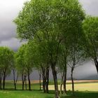 Tree and Cloud