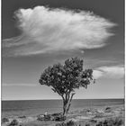 Tree and cloud