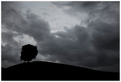 tree and clouds