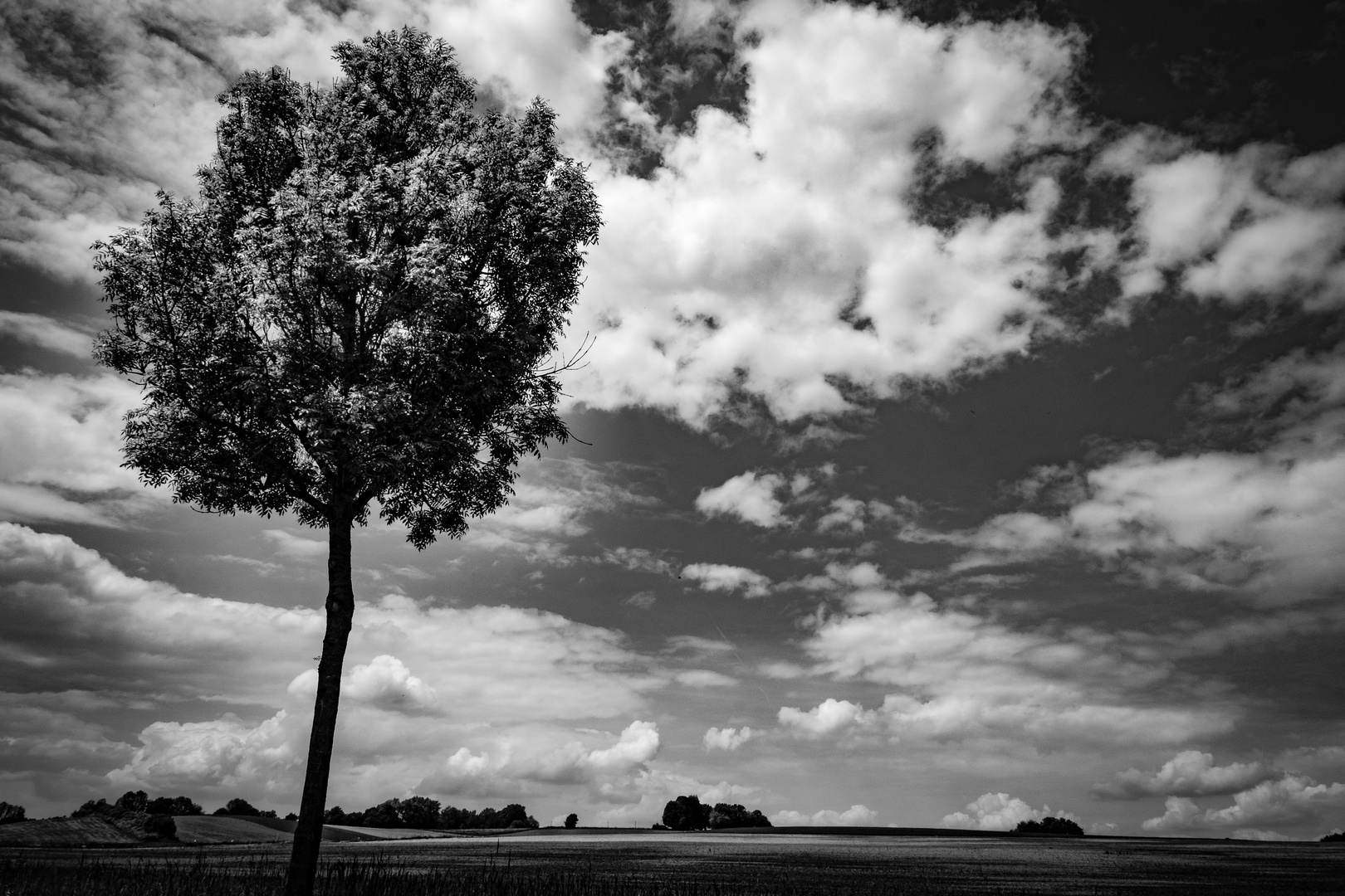 Tree and Clouds