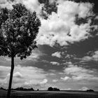 Tree and Clouds