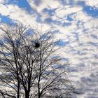 tree and clouds