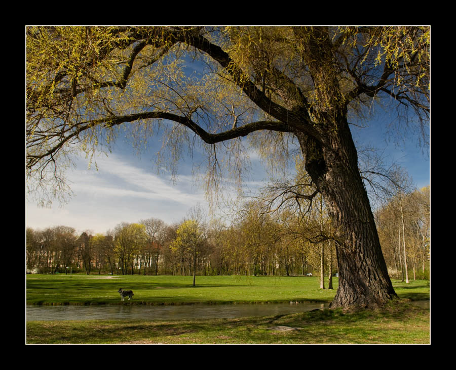 tree and dog