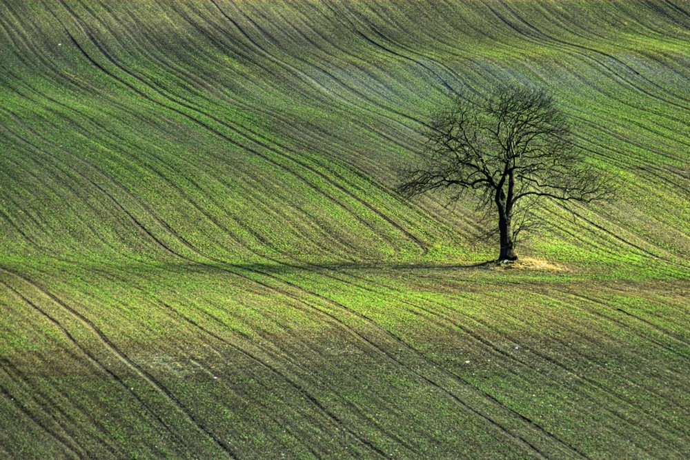 Tree and Field