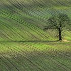 Tree and Field