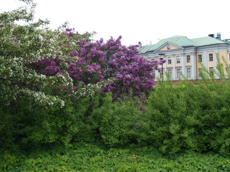 Tree and Flowers