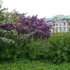 Tree and Flowers