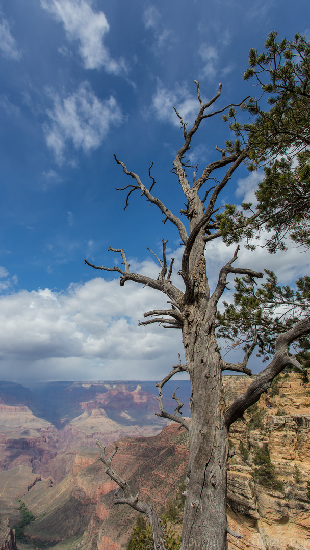 tree and grand canyon