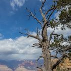 tree and grand canyon