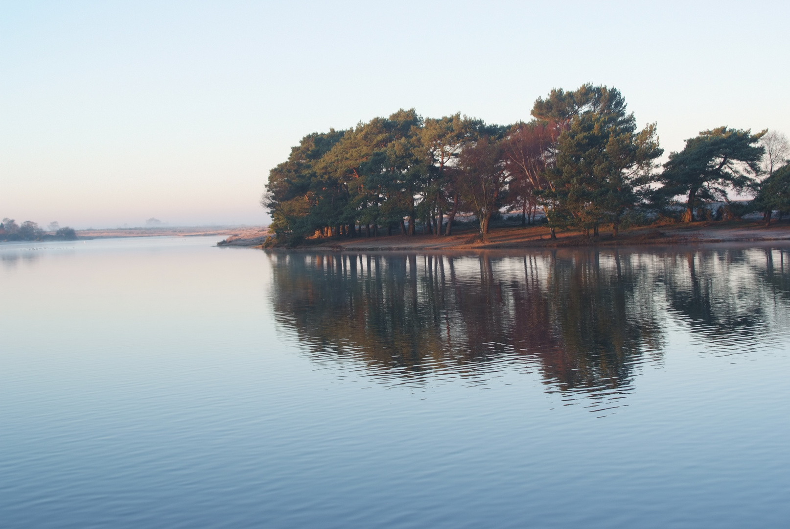 tree and lake 