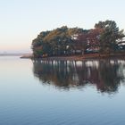 tree and lake 