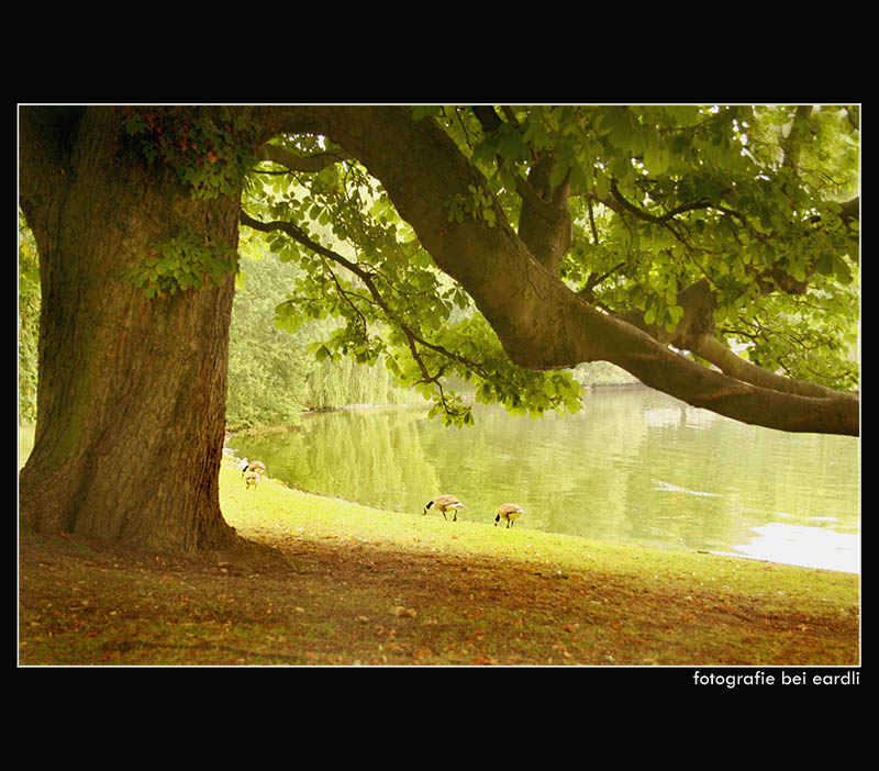 ~ Tree and Lake ~