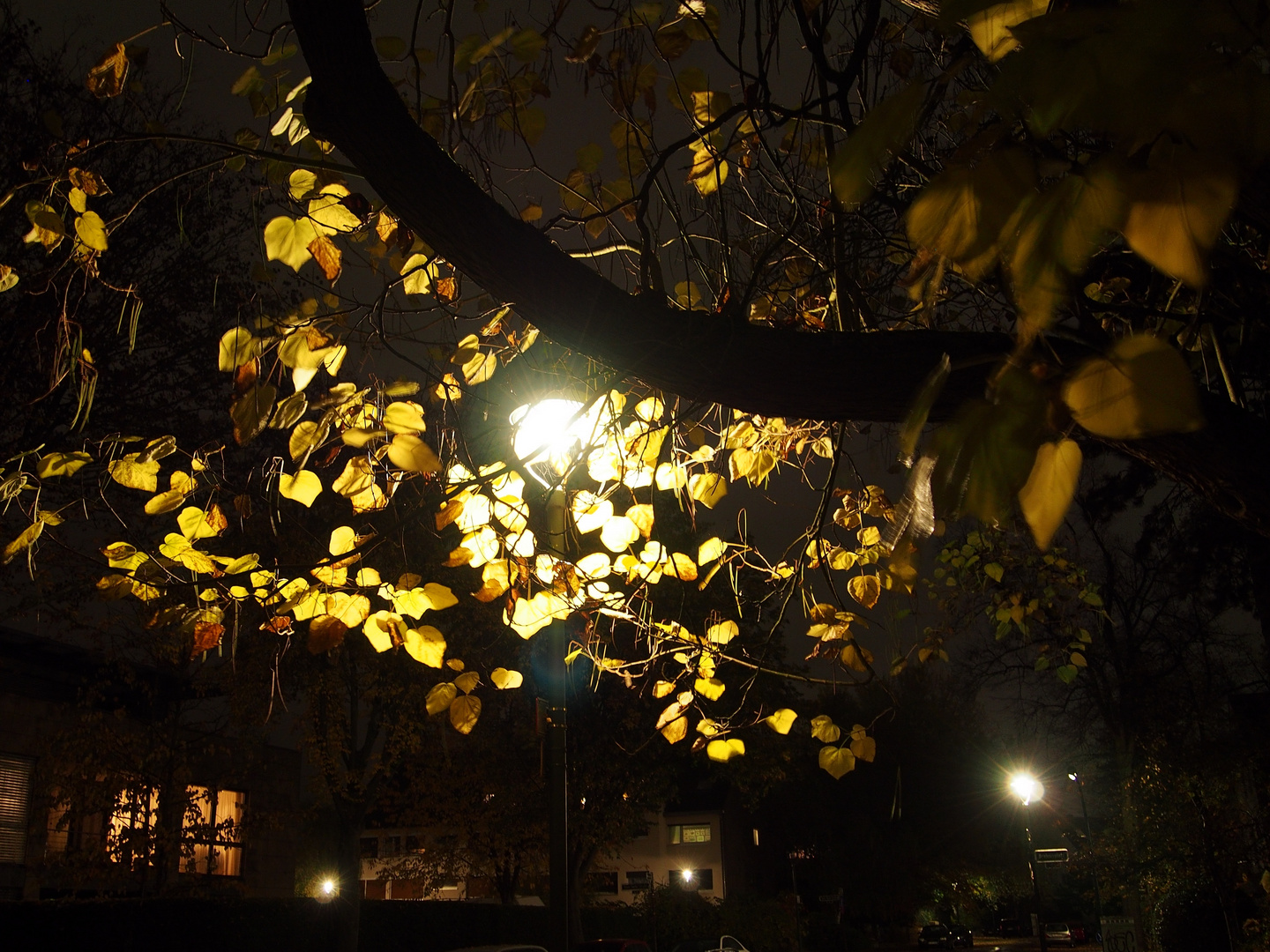 tree and leaves in front of the gas street-lamp