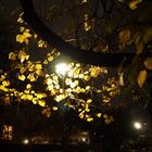 tree and leaves in front of the gas street-lamp