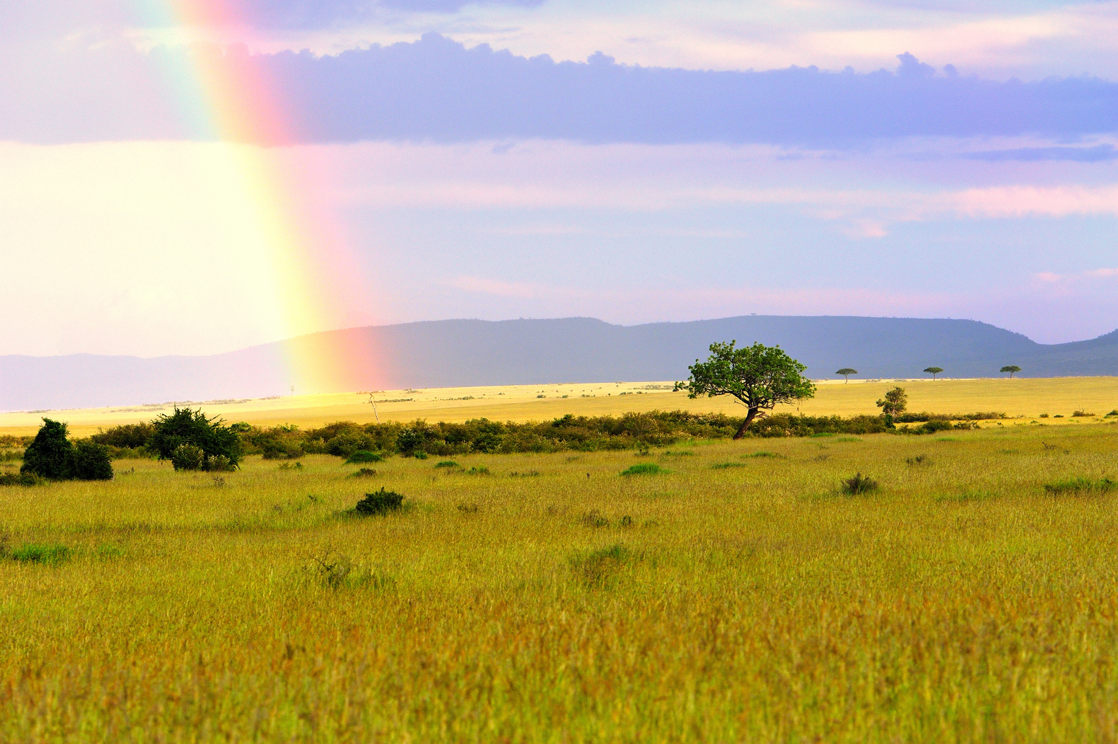 Tree and rainbow in Kenya