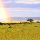 Tree and rainbow in Kenya