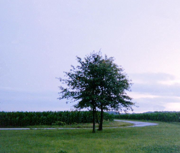 tree and roads