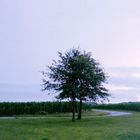 tree and roads