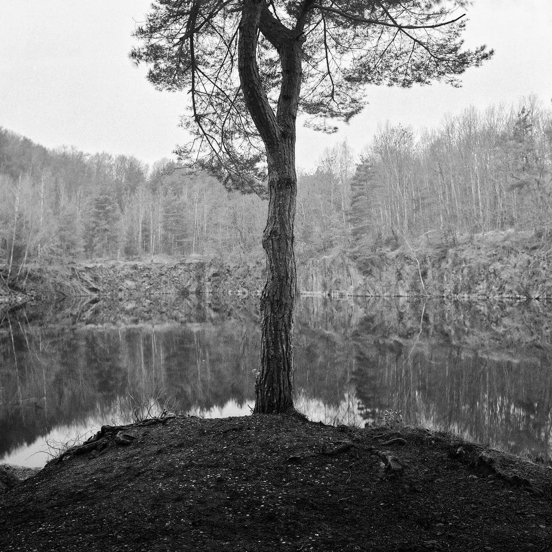 tree and sea