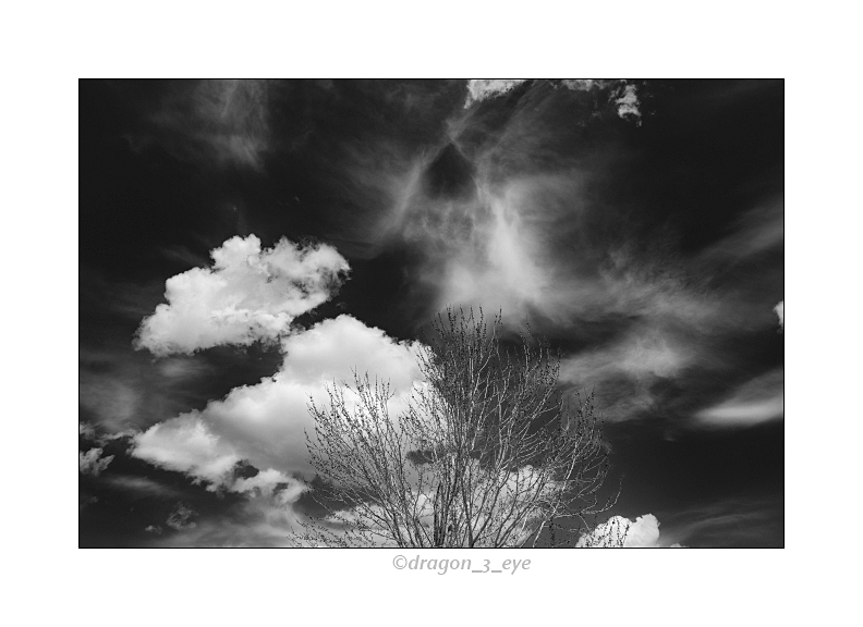 Tree and Sky 