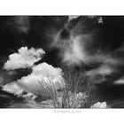 Tree and Sky 