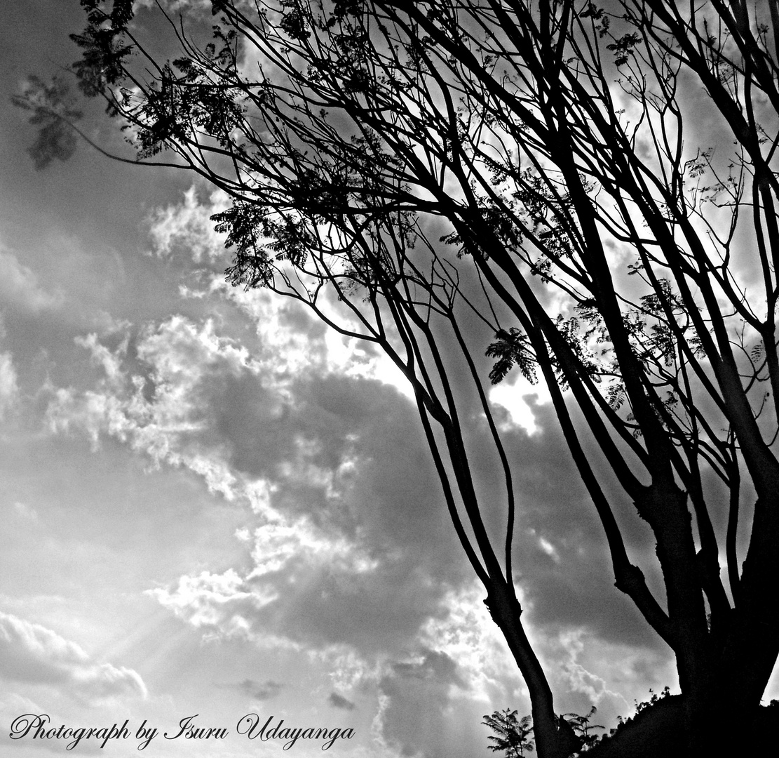 tree and sky