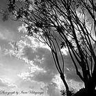 tree and sky