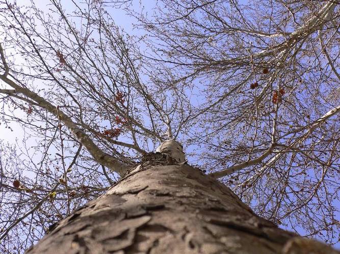 Tree and sky