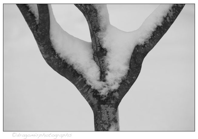 Tree and Snow 