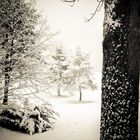 tree and snow