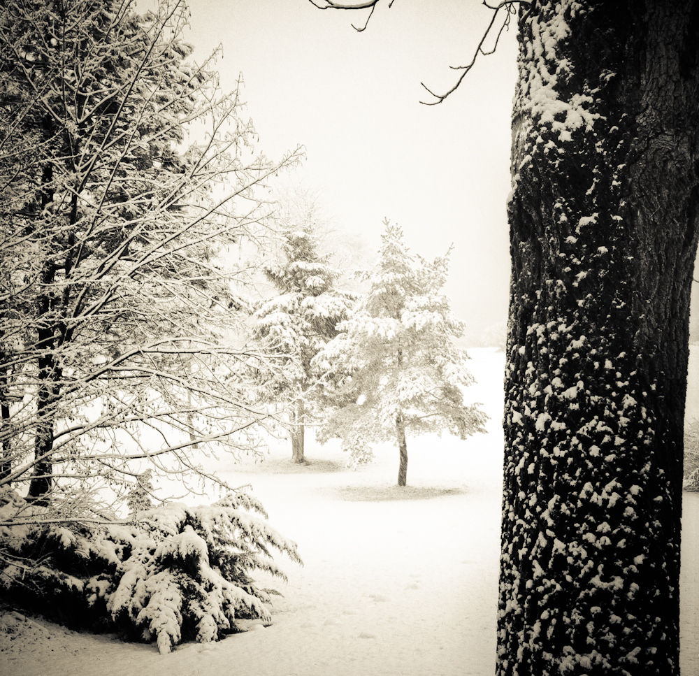 tree and snow