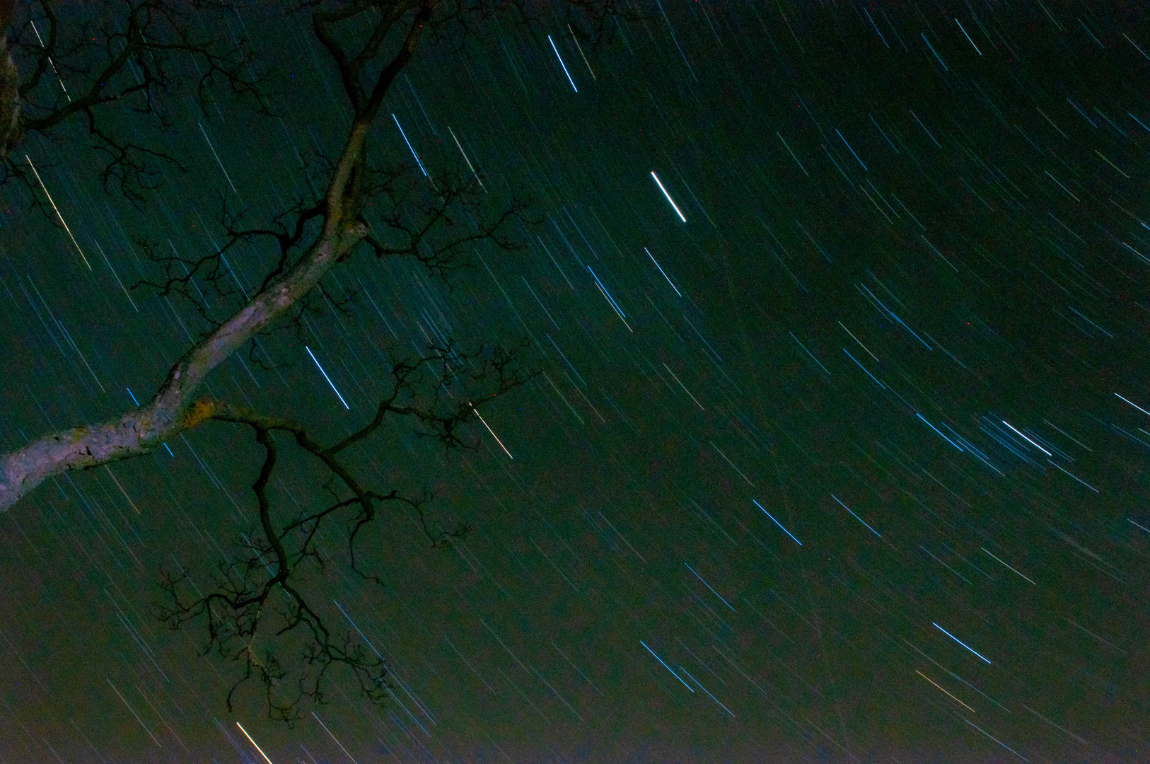 Tree and Stars (15 minutes longexposure)